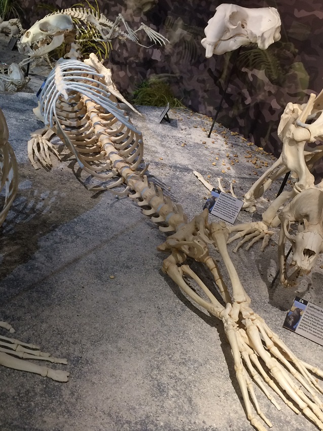 seal-skeleton