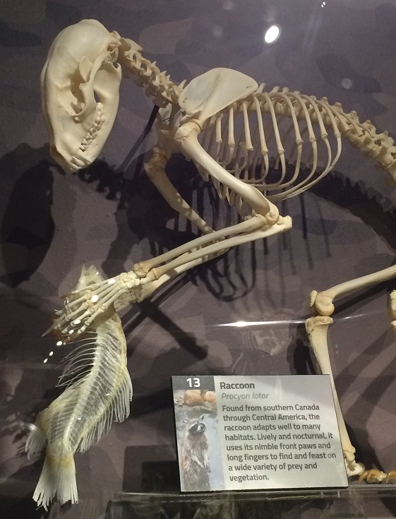 raccoon skeleton holding a fish skeleton