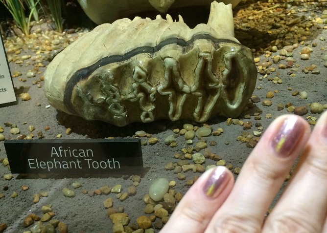 what an elephant tooth looks like