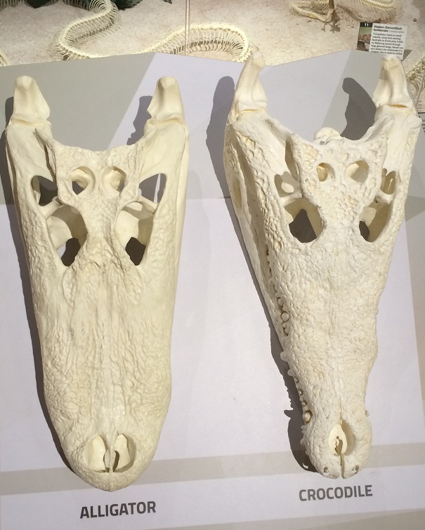 Aligator vs crocodile skull comparison