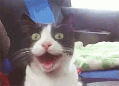 excited kitty gif