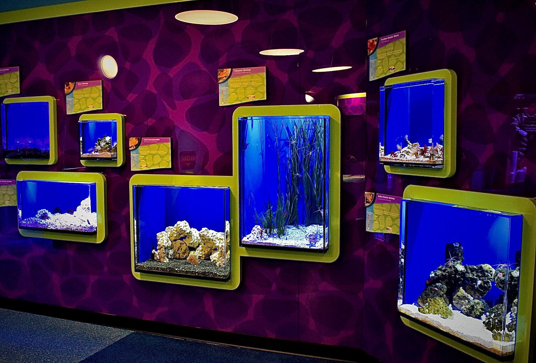 Aquarium Branson MO shrimp exhibits