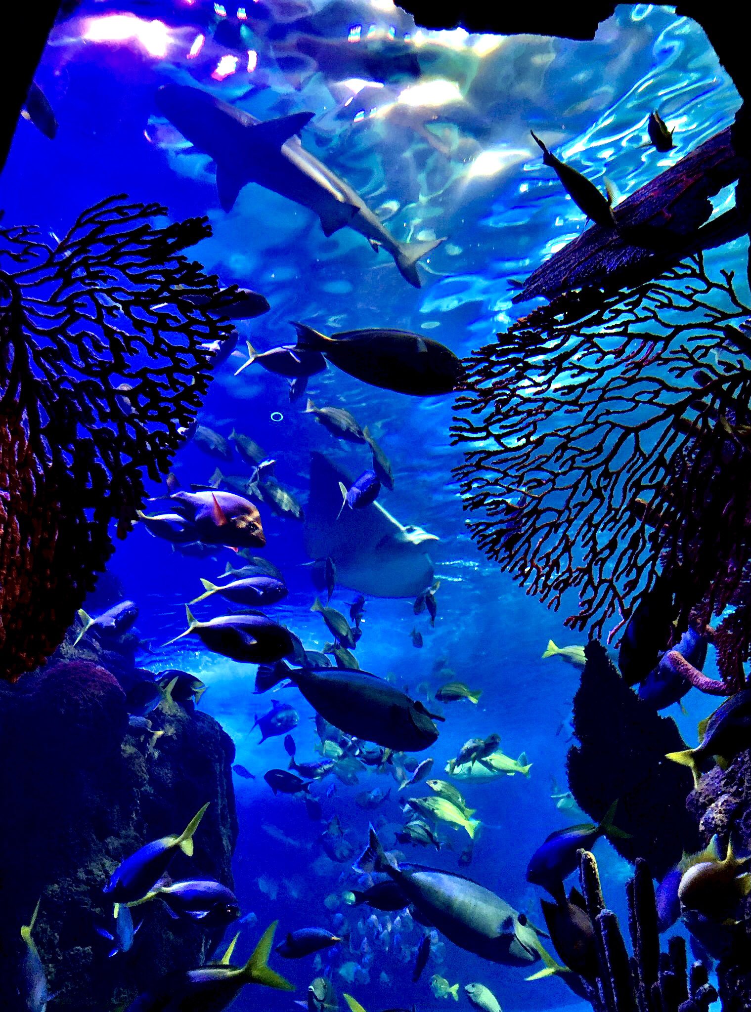 coral reef aquarium in branson mo