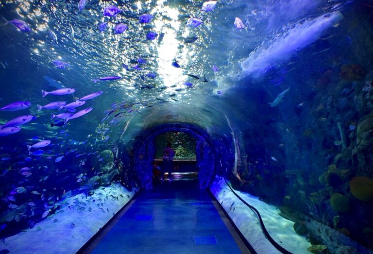 The Branson Aquarium at the Boardwalk Branson Aquarium Review and