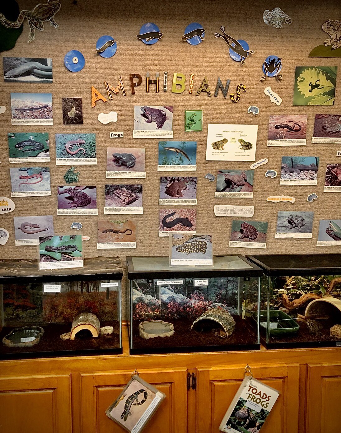 Missouri amphibians at fish hatchery in Branson MO