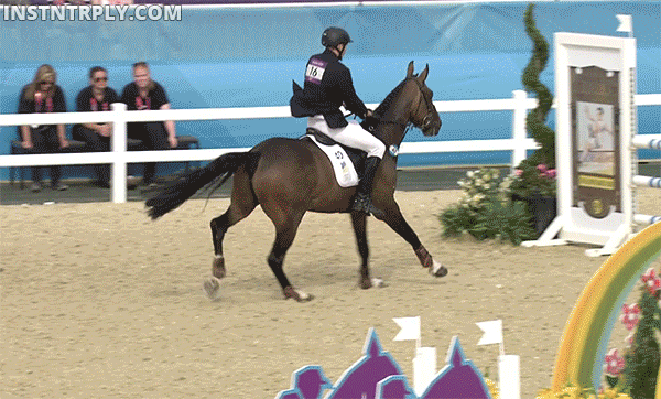 Horse Show Jumping Fall Gif