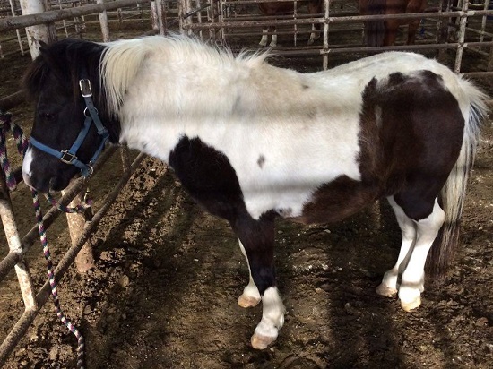 black and white mini horse