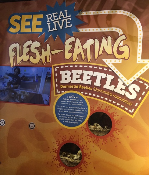flesh-eating-beetles