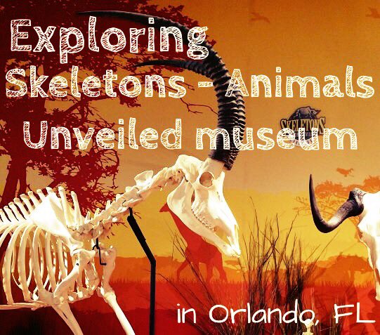 Skeletons Animals Unveiled museum attraction in Orlando FL