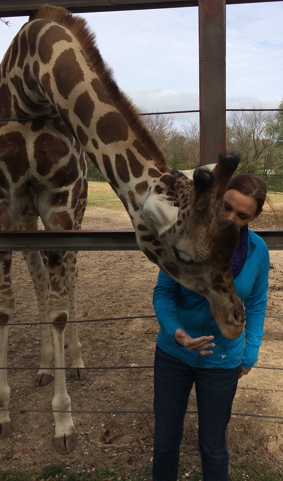 Giraffe encounter at Dickerson Park Zoo Springfield MO