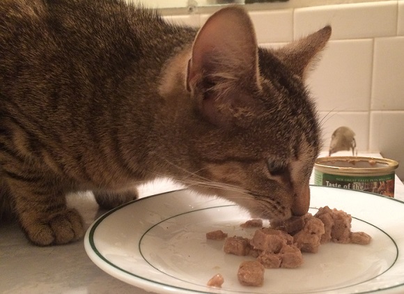 Taste of the Wild Rocky Mountain Cat food from chewy