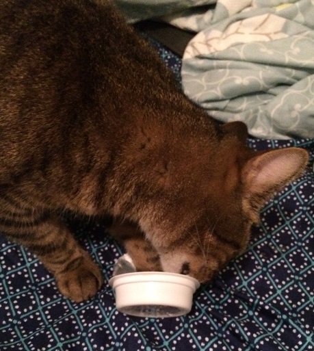 cat eating Friskies Lil Soups