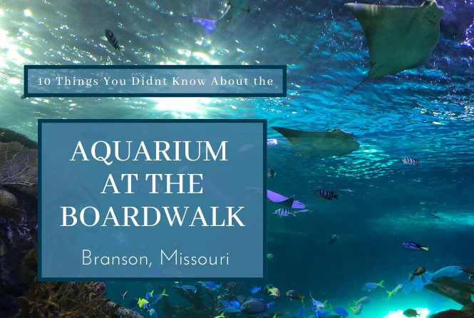 Branson Aquarium at the Boardwalk Fun Facts