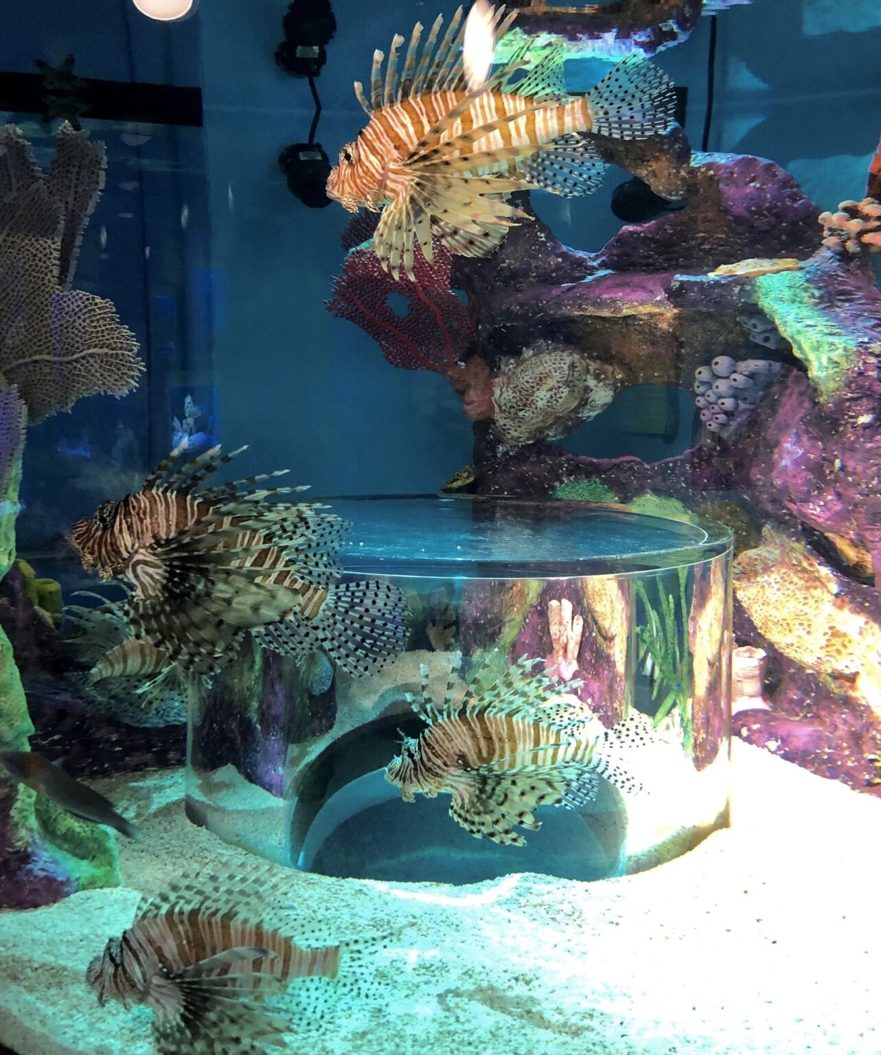 The Branson Aquarium at the Boardwalk Branson Aquarium Review and