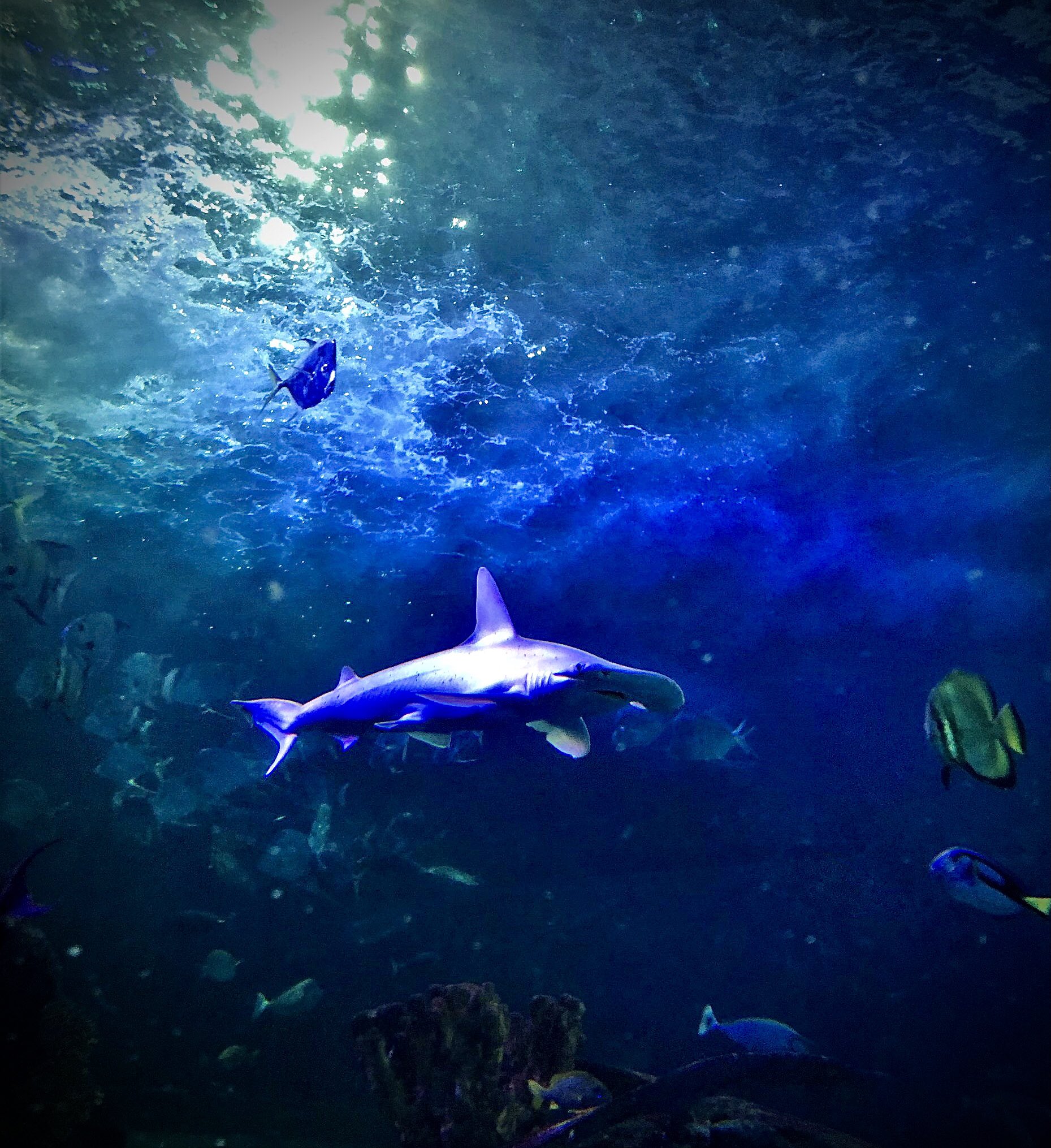 Does the Branson Aquarium have sharks?