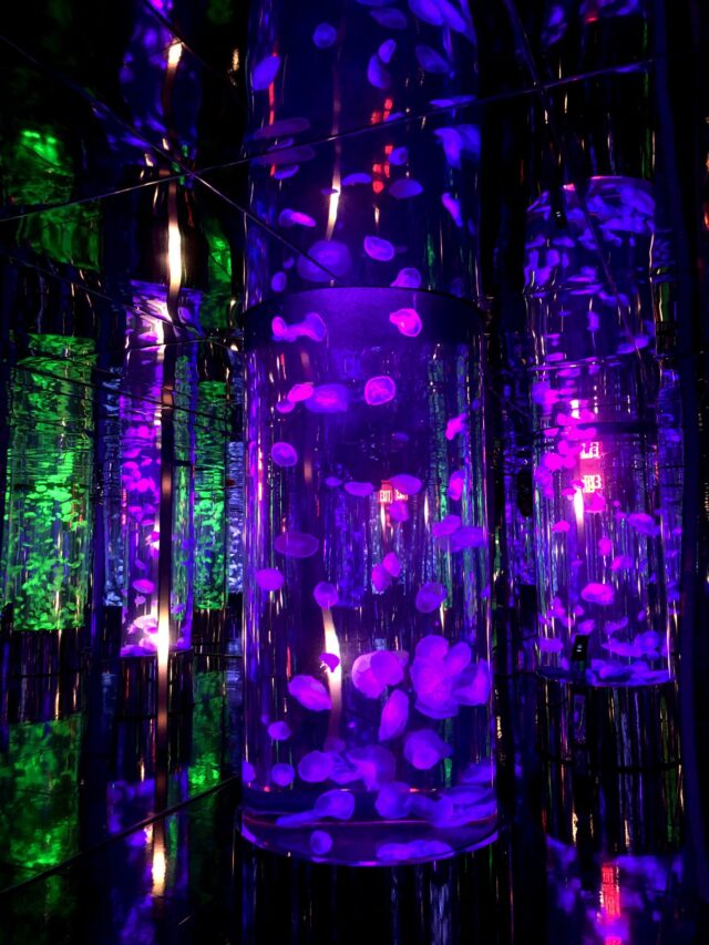 The Branson Aquarium at the Boardwalk Branson Aquarium Review and