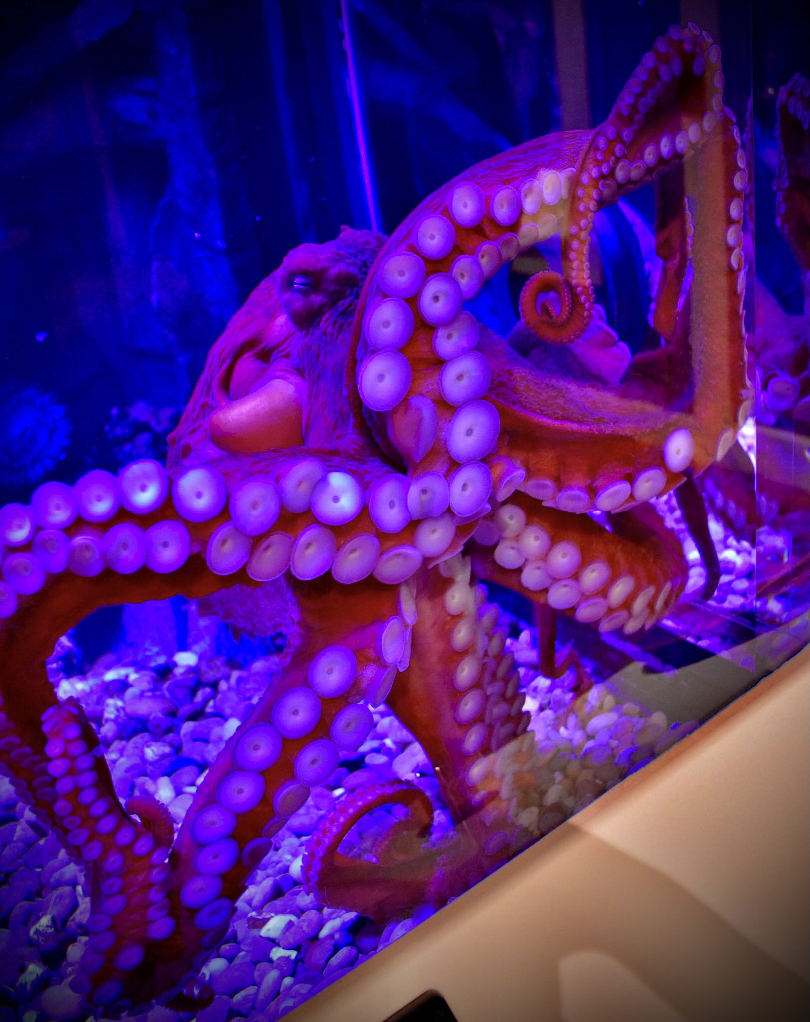 octopus Branson Missouri Aquarium