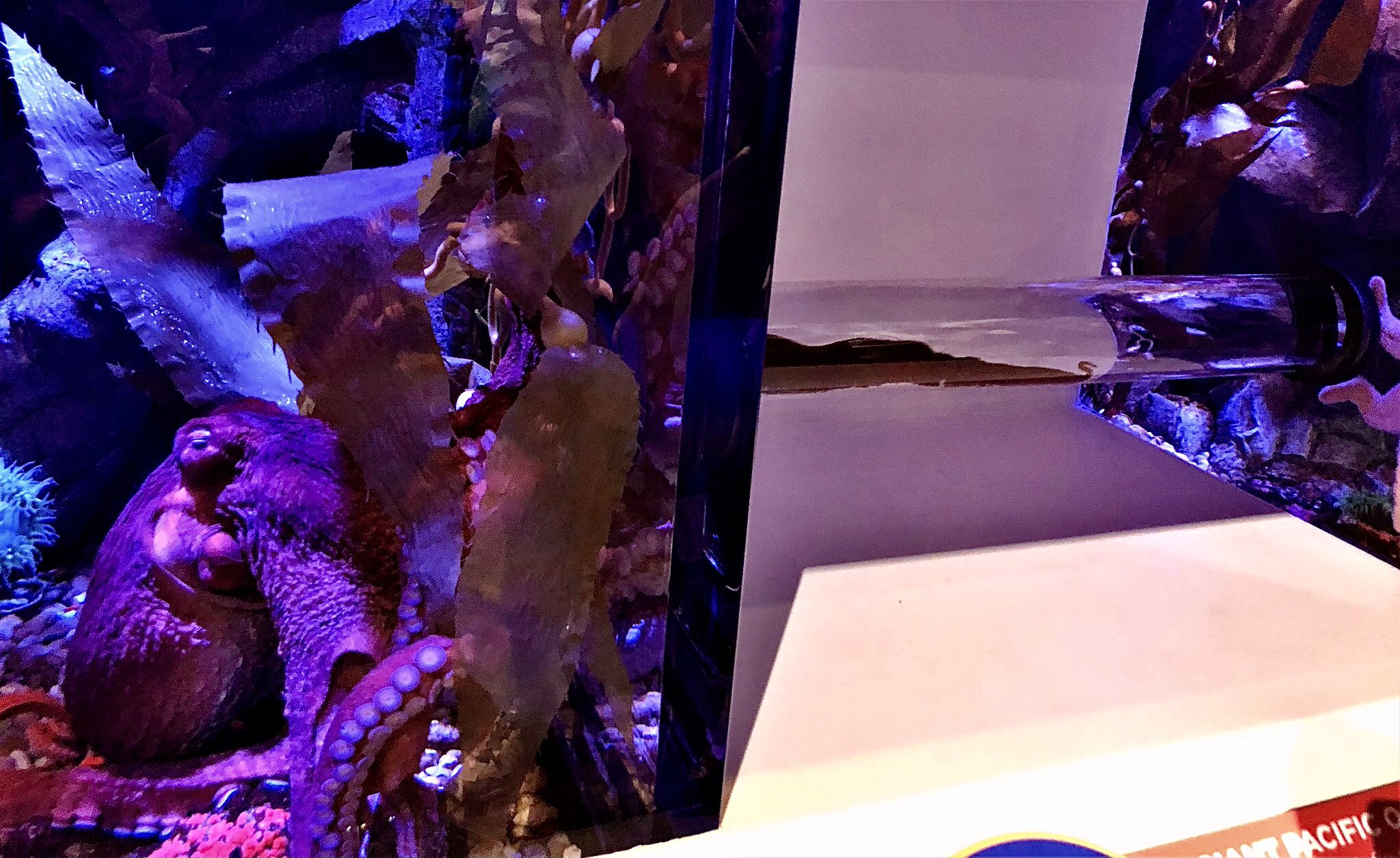 Branson octopus going through tube in aquarium