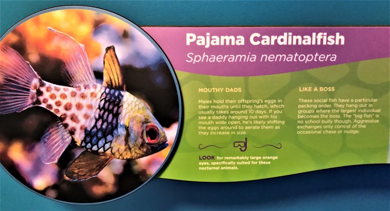 The new aquarium in Branson has pajama cardinalfish
