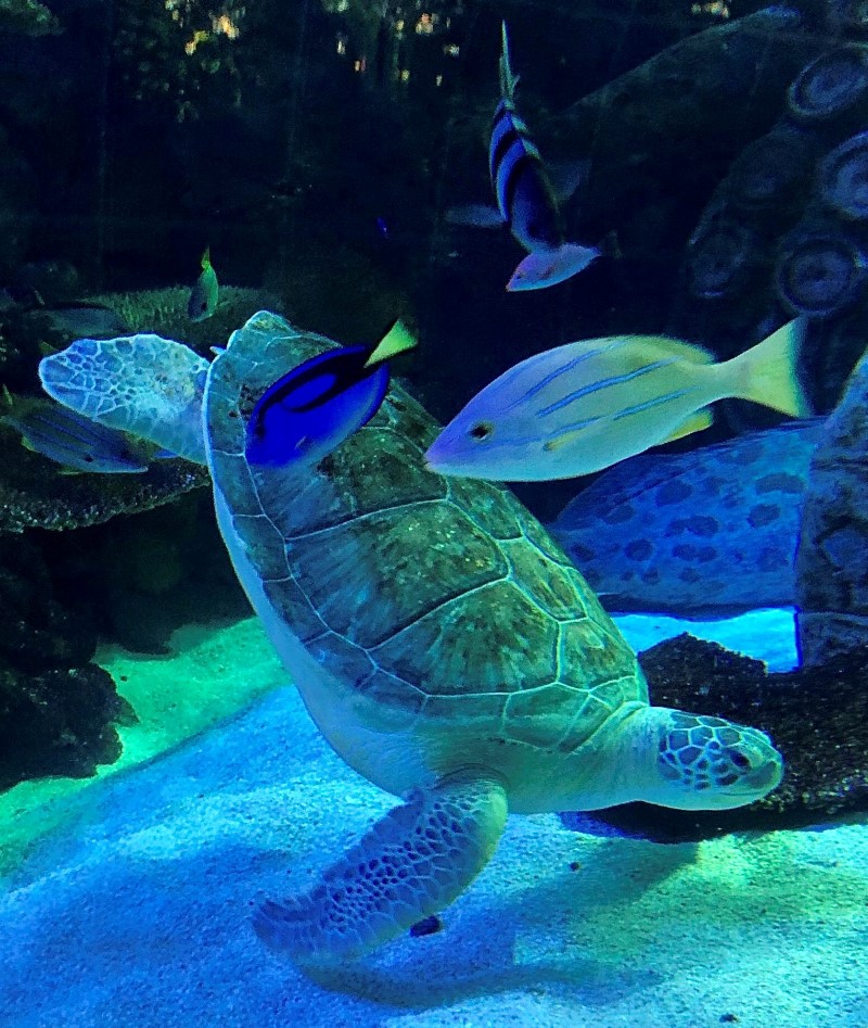 Sea Turtle Aquarium in Branson Missouri